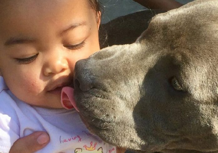 pitbull-bebe-close Foto: GoFundMe/Reprodução