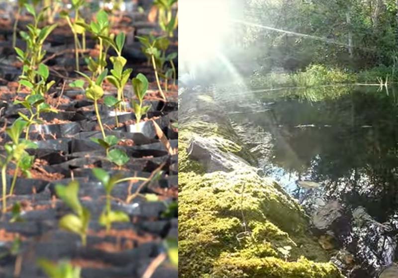 Foto: reprodução / Momento Ambiental