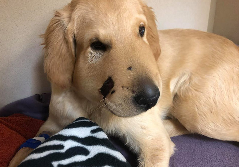 Todd - Foto: Paula Godwin / Facebook