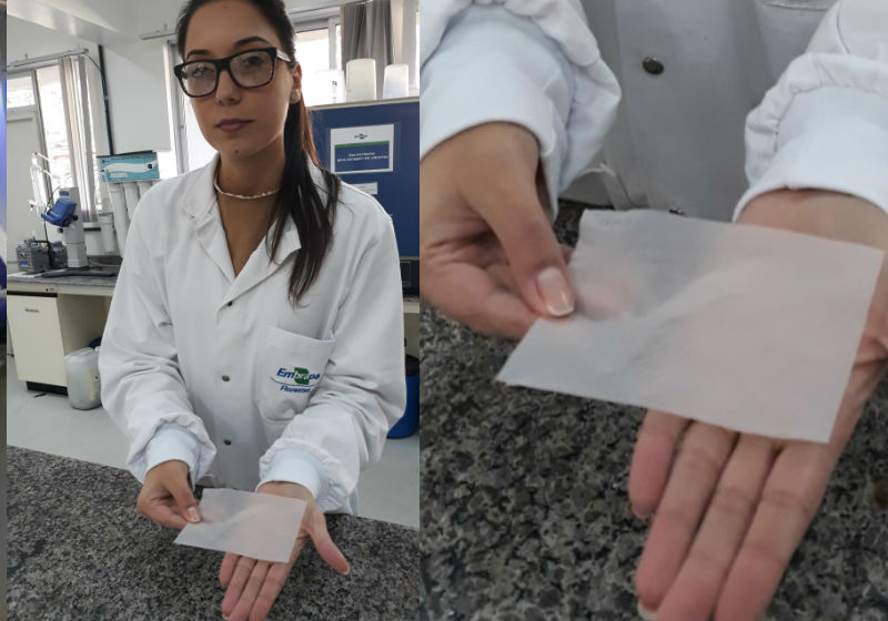 Francine Ceccon Claro mostra curativo de celulose vegetal desenvolvido na Embrapa Florestas