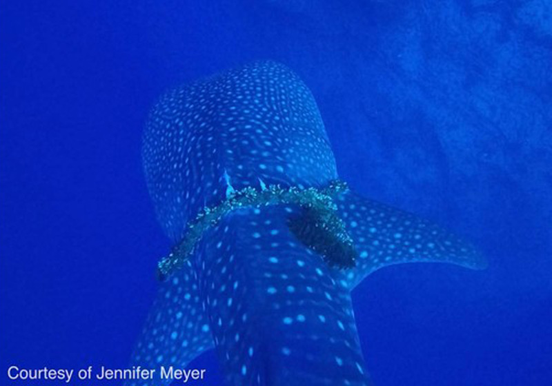 Foto: Jennifer Meyer/Havai DLNR/Facebook