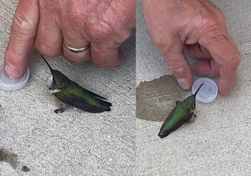 Fotos: reprodução / Facebook RFR