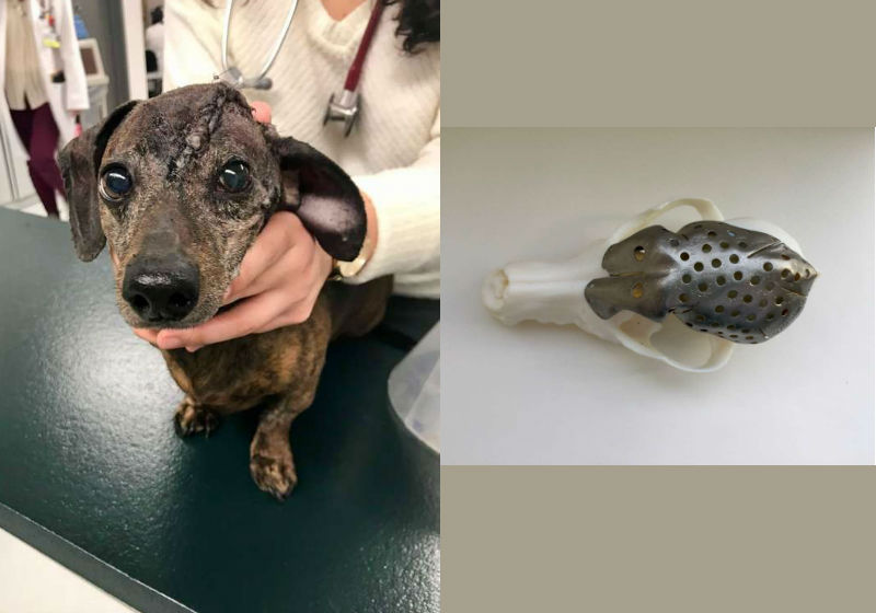 FOTO: MICHELLE OBLAK/UNIVERSITY OF GUELPH