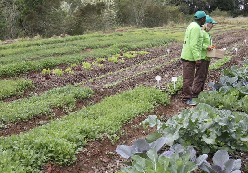 Horta Social Urbana/SP - Foto: Heloisa Ballarini / SECOM|