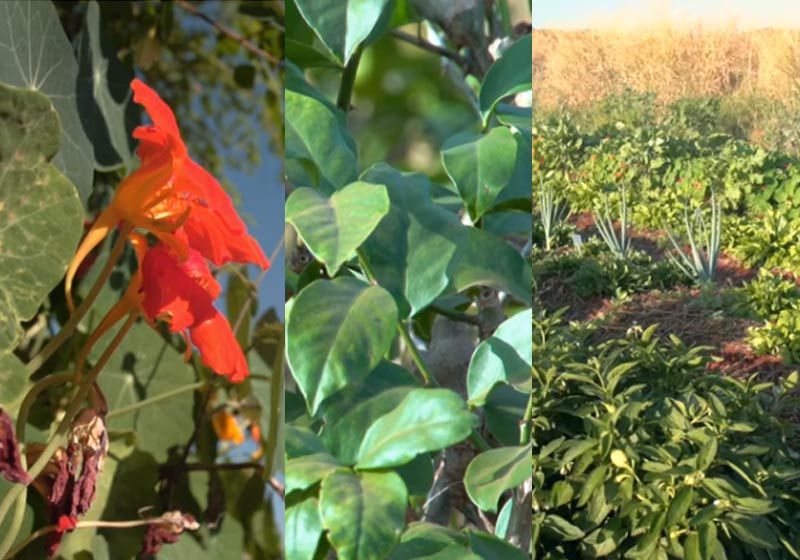 PANC - Fotos: reprodução / Momento Ambiental