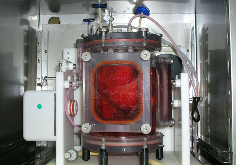 Biorreator usado para o crescimento do órgão artificial - o pulmão aparece na cor vermelha