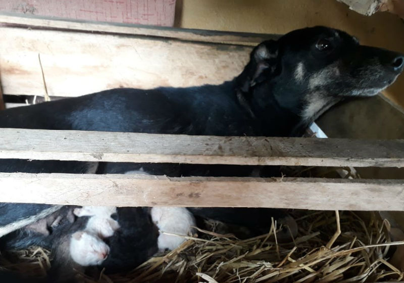 Foto: Nerli de Andrade