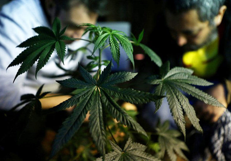 Maconha plantada no Chile - Foto: Reuters/Ivan Alvarado
