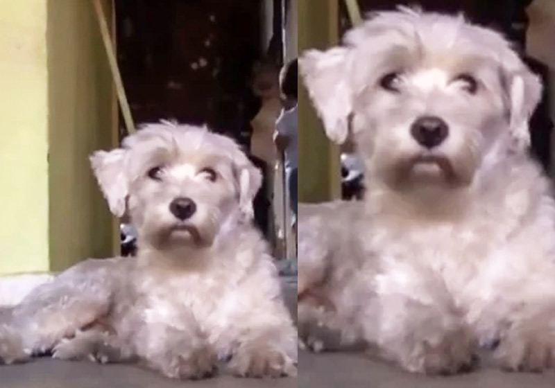 Fotos: reprodução / CartersMagazine|Fotos: reprodução / Youtube