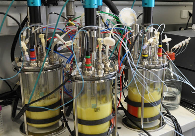 Biorreatores no interior dos quais bactérias produzem o novo medicamento.
