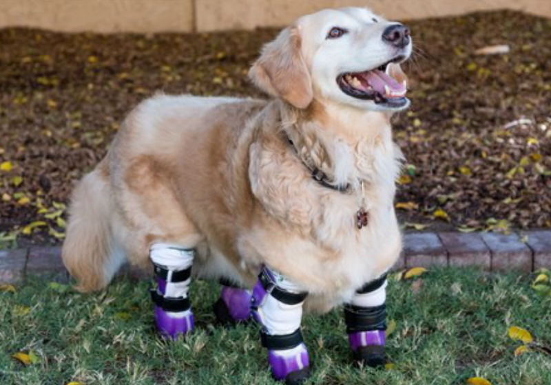 Foto: Robert Fugate|Foto: Robert Fugate|Foto: Instagram|Foto: Instagram