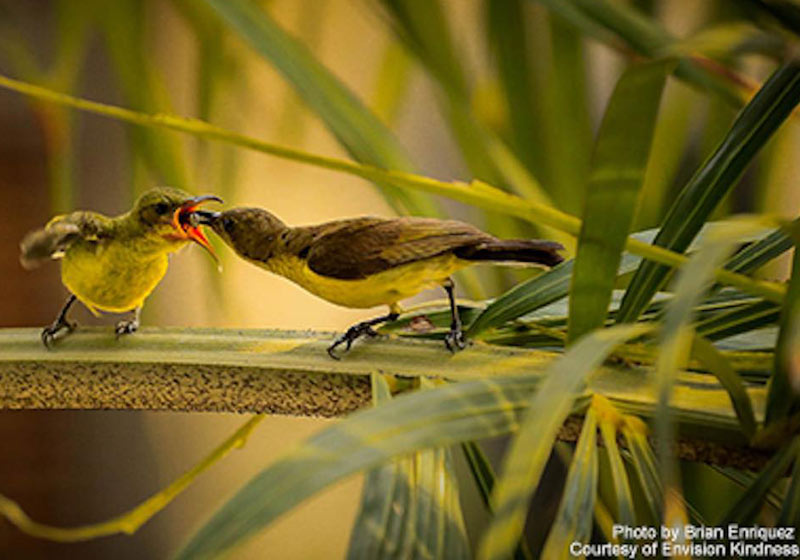 Foto: Envision Kindness|||||