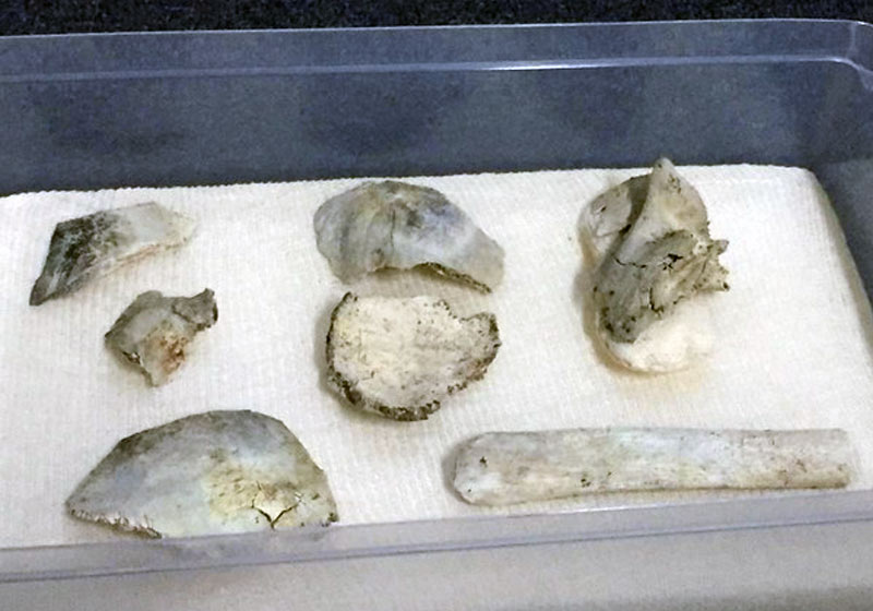 Partes do crânio de Luzia - Foto: Patrícia Teixeira/G1|||