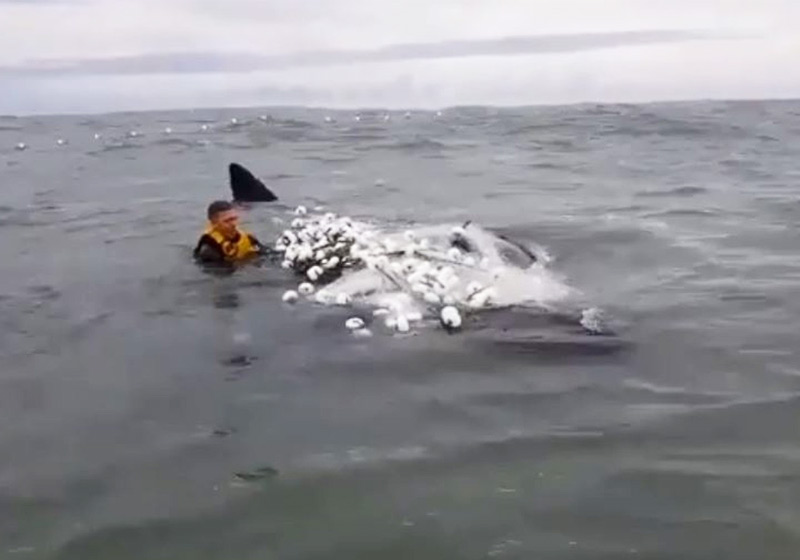 João Baiuka salvando a baleia - Foto: reprodução / Youtube