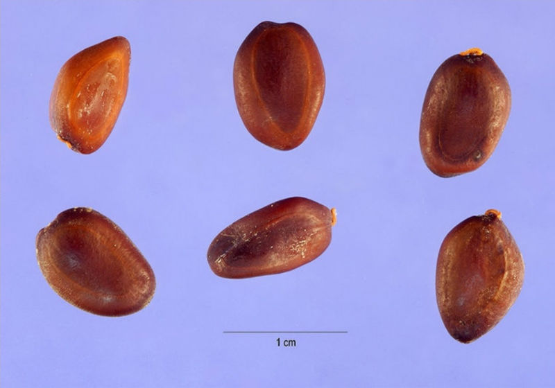 Pesquisadores da Unifesp constataram que molécula isolada do tamboril é capaz de inibir a migração e metástase desse tumor agressivo Foto: Wikimedia Commons