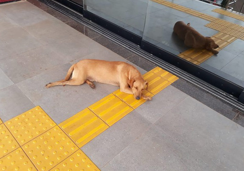 Rex aguardando a tutura - Foto: Foto: Magda Oliveira/G1|