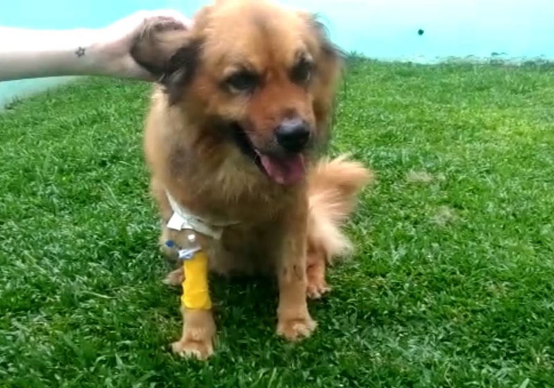 Catatau recuperado - Foto: divulgação