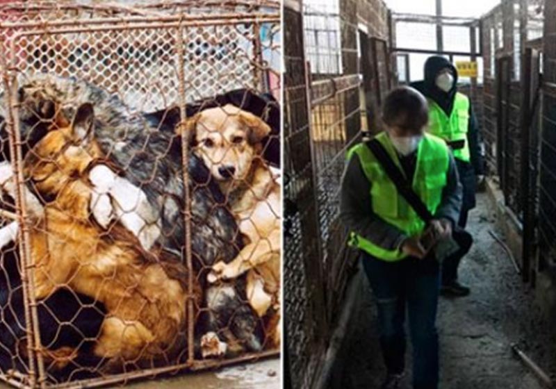 Fotos: AFP/Humane Society International|