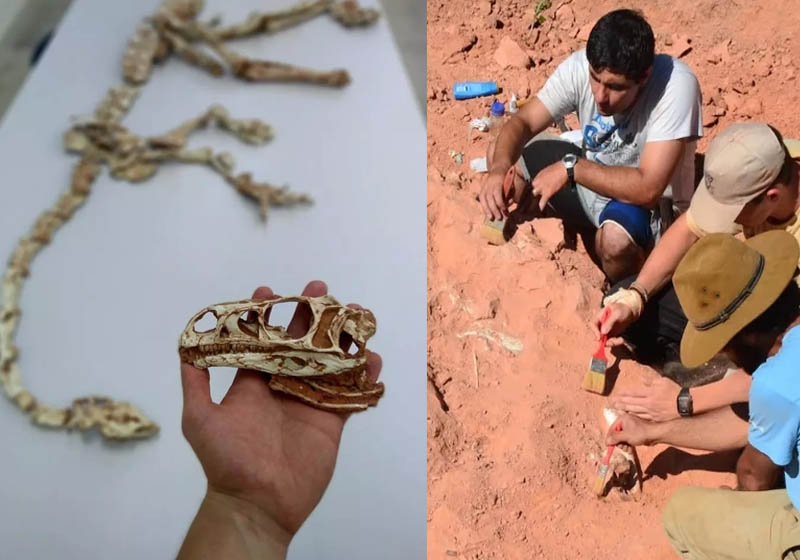 Foto: Divulgação UFSM|Foto: Divulgação/UFSM|Macrocollum itaquii ou dinossauro brasileiro Foto: Divulgação