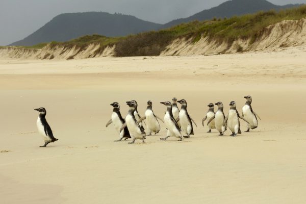Foto: Nilson Coelho/Divulgação