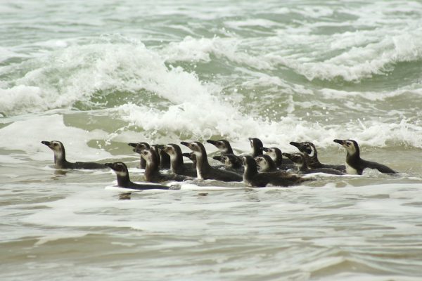 Foto: Nilson Coelho/Divulgação