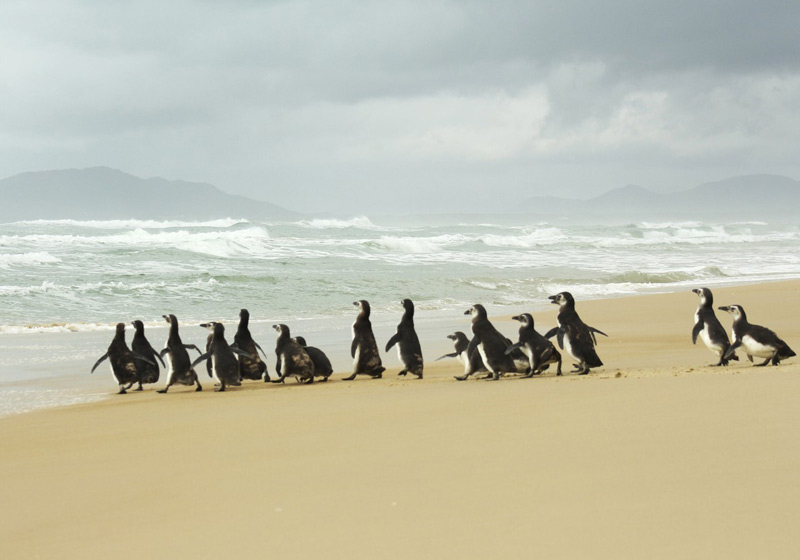 Foto: Nilson Coelho/Divulgação|||