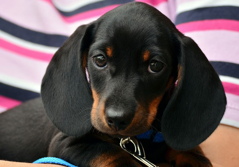 Filhote de Dachshund - Foto: Pixabay