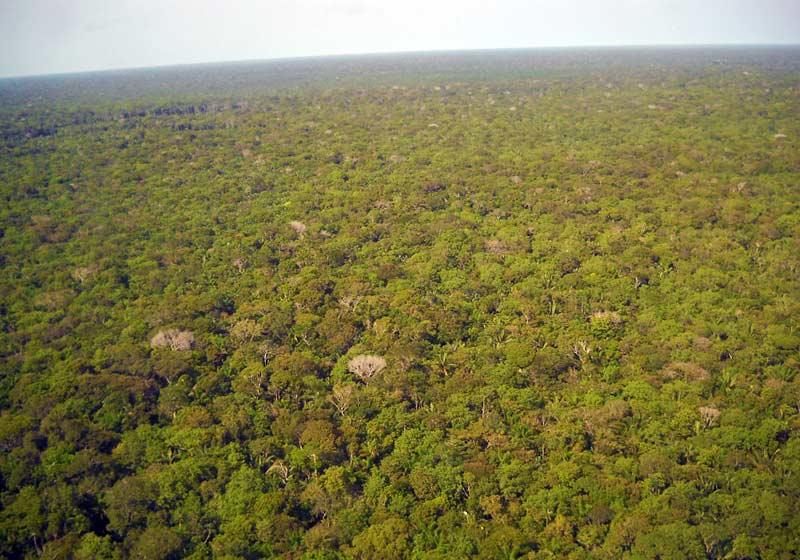 Amazonas - Foto: Pixabay