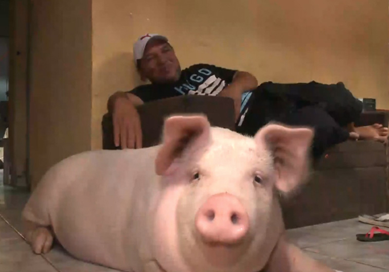 Estael e Rosinha - Foto: reprodução / SBT