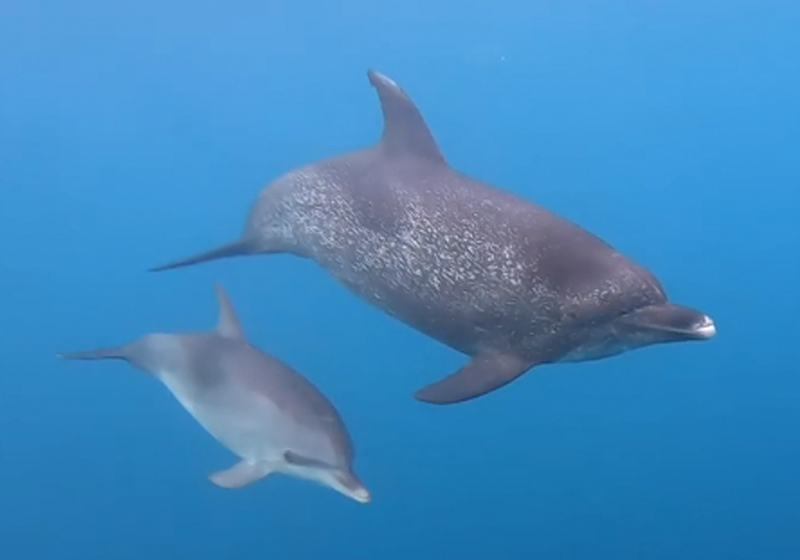 Foto: reprodução / Maqua-UERJ