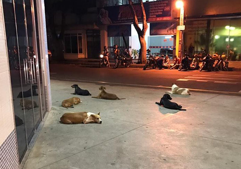 Foto: ONG Amigos de Patas|