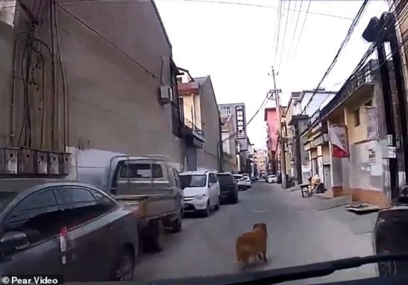 Foto: Pear Video|Foto: Pear Video