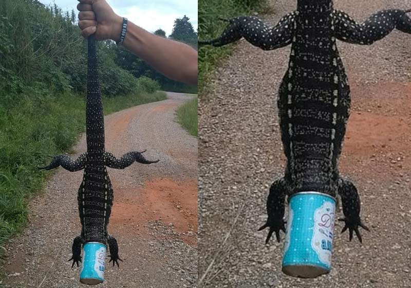 Foto: Polícia Militar / Divulgação|