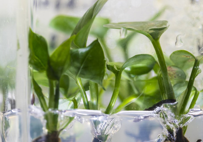 Pothos hera - Foto: Mark Stone / Universidade de Washington|