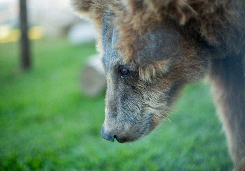 Rowena - Foto: Biga Pessoa/ Rancho dos Gnomos||