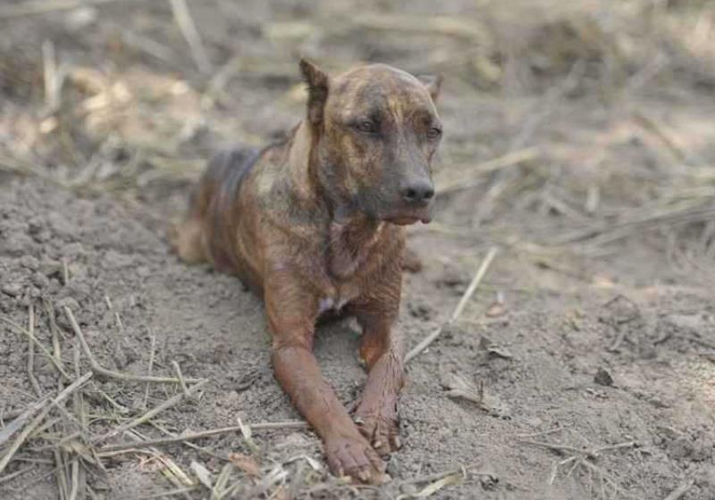 Foto: Alexandre Guzanshe/EM