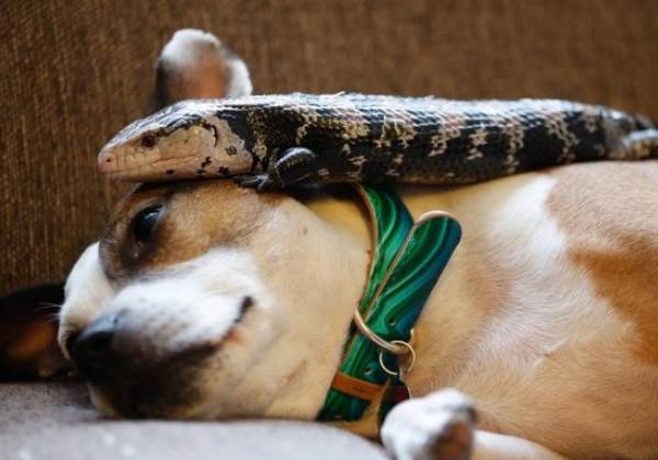 Skye, a cadela resgatada, e George, o Lagarto de Língua Azul Foto: SWNS