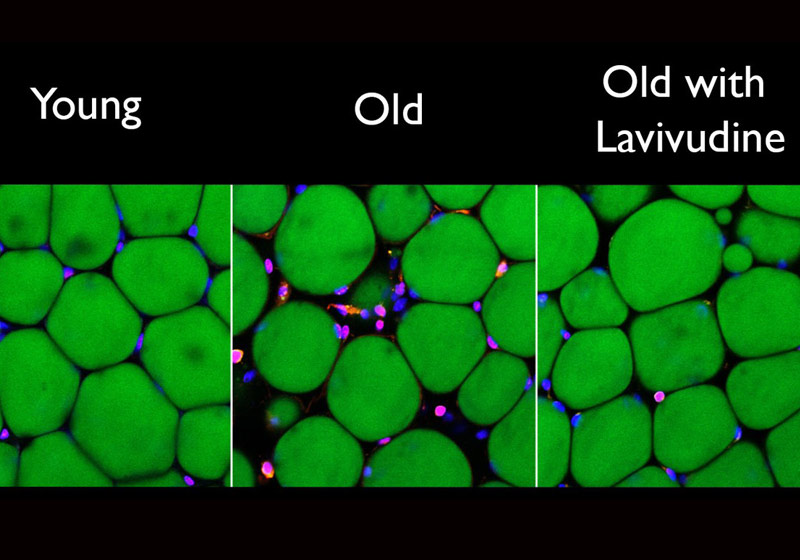 Células de ratos novas