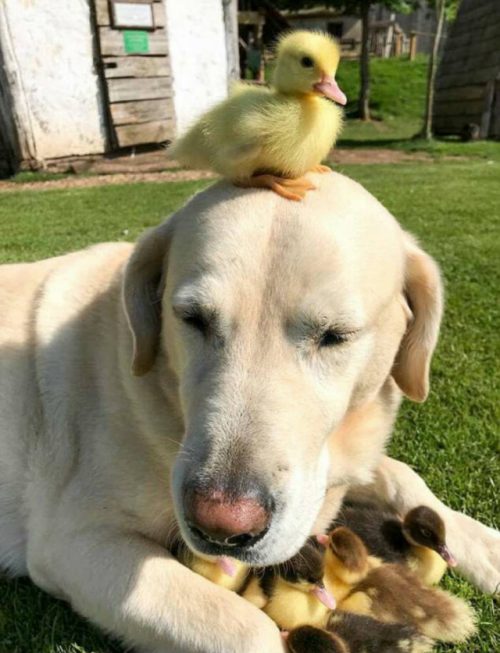 Foto: Divulgação/Mountfitchet Castle