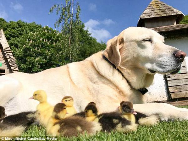 Foto: Divulgação/Mountfitchet Castle