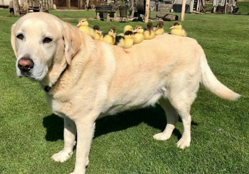 Fred e os patinhos - Foto: Divulgação/Mountfitchet Castle||||