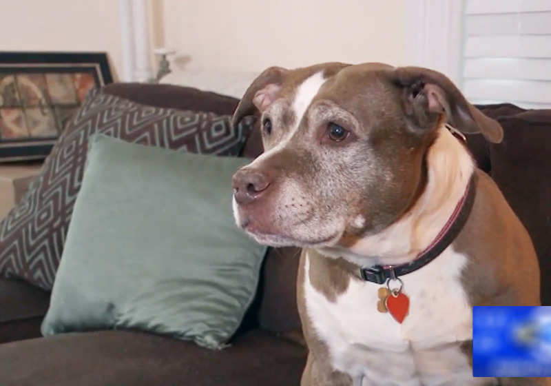Sadie - Foto: reprodução / ABC7NY