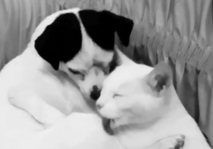 amor-cao-gato-close Zezinho e Clarinha - Foto/vídeo: Micheli Ghisleni