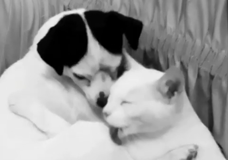 Zezinho e Clarinha - Foto/vídeo: Micheli Ghisleni