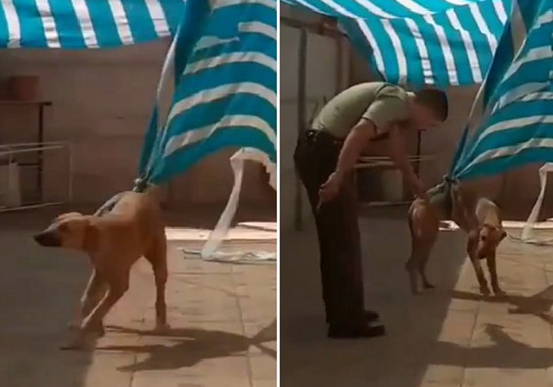 Fotos: reprodução / Twitter