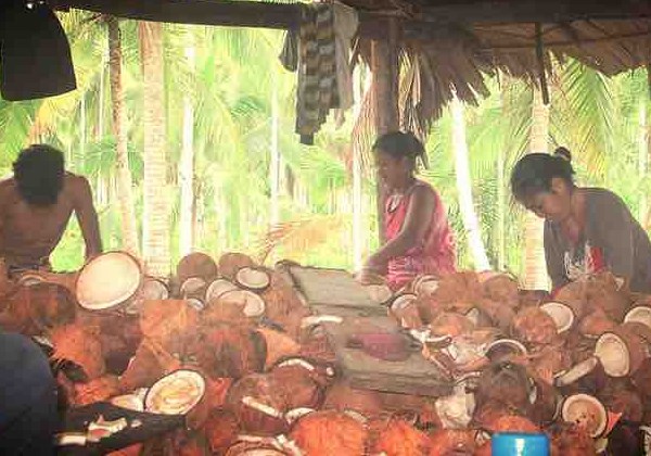 Agricultores trabalham na produção Foto: Divulgação