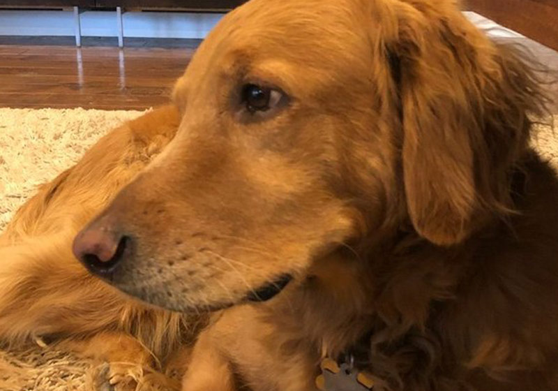 Golden Hank - Foto: reprodução / Twitter