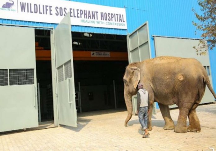 hospital_elefantes|hospital_elefantes3|hospital_elefantes2 Foto: WildLife SOS|Fotos: Wildlife SOS|
