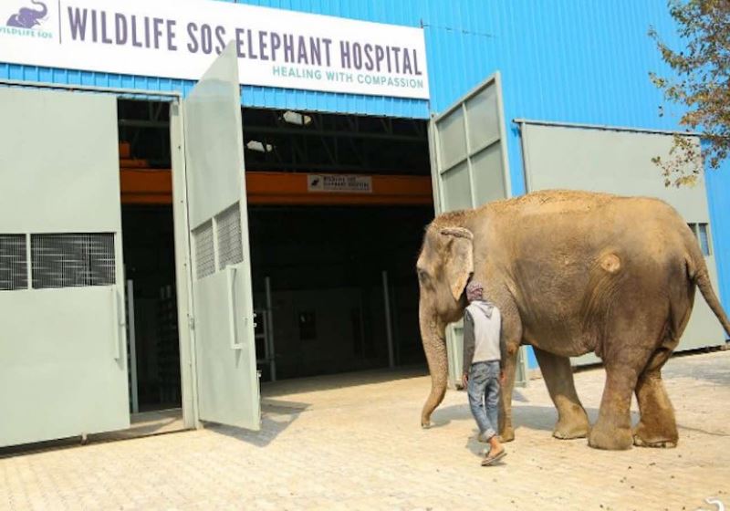 Foto: WildLife SOS|Fotos: Wildlife SOS|