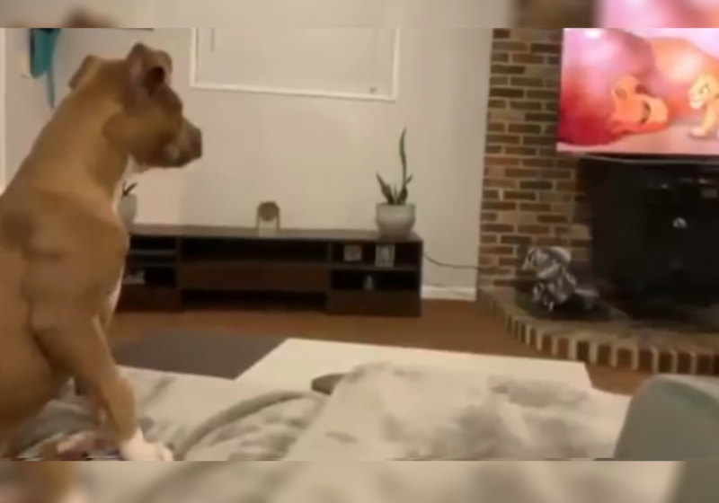 Foto: Reprodução Facebook|Luna